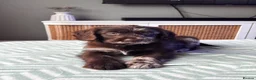 Labradoodle dogs for sale: Chocolate merle labradoodle  - Advert 2