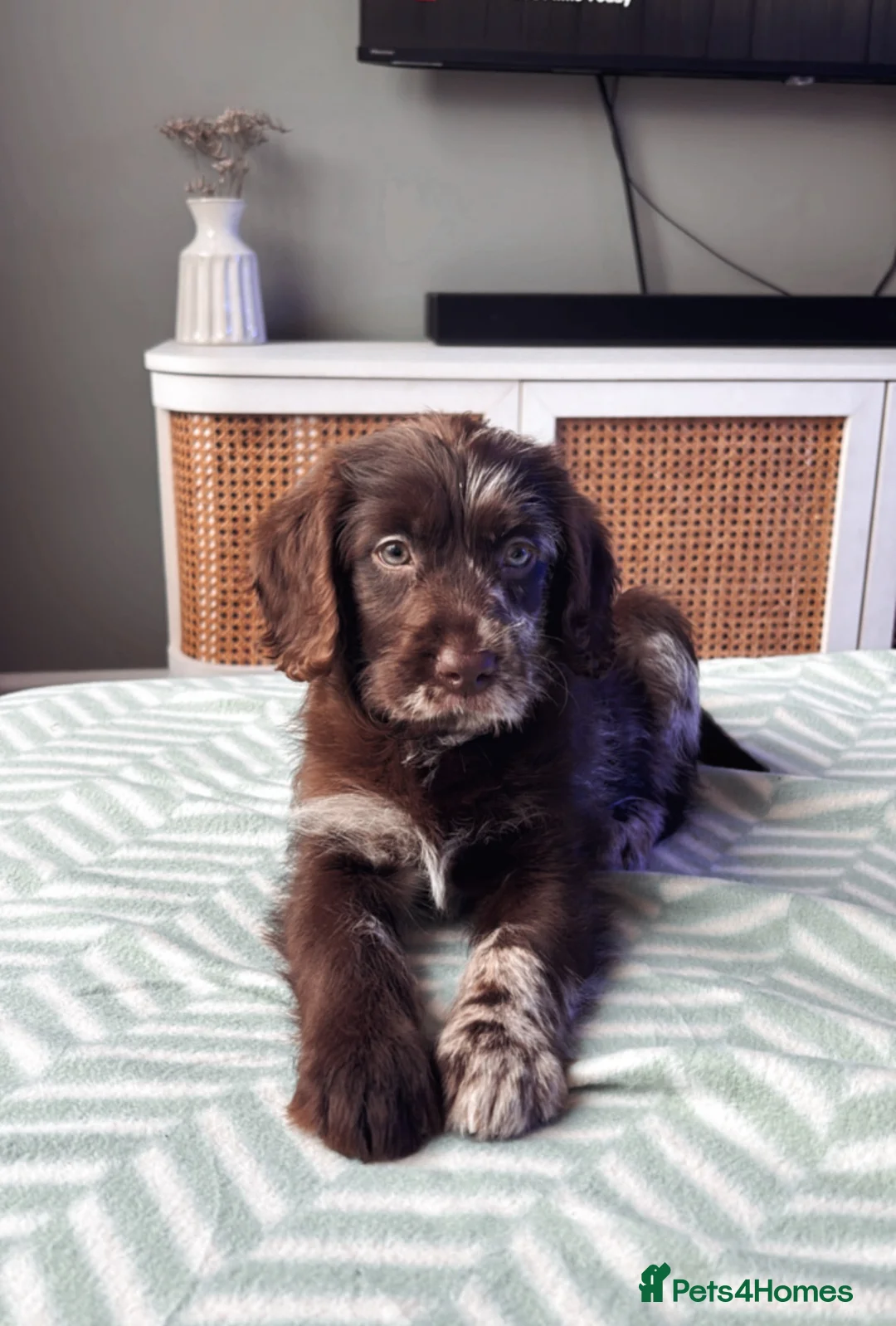 Labradoodle dogs for sale: Chocolate merle labradoodle  - Advert 2