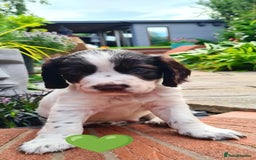 Cocker Spaniel dogs for sale: Beautiful pedigree working cocker spaniel puppy  - Image 8