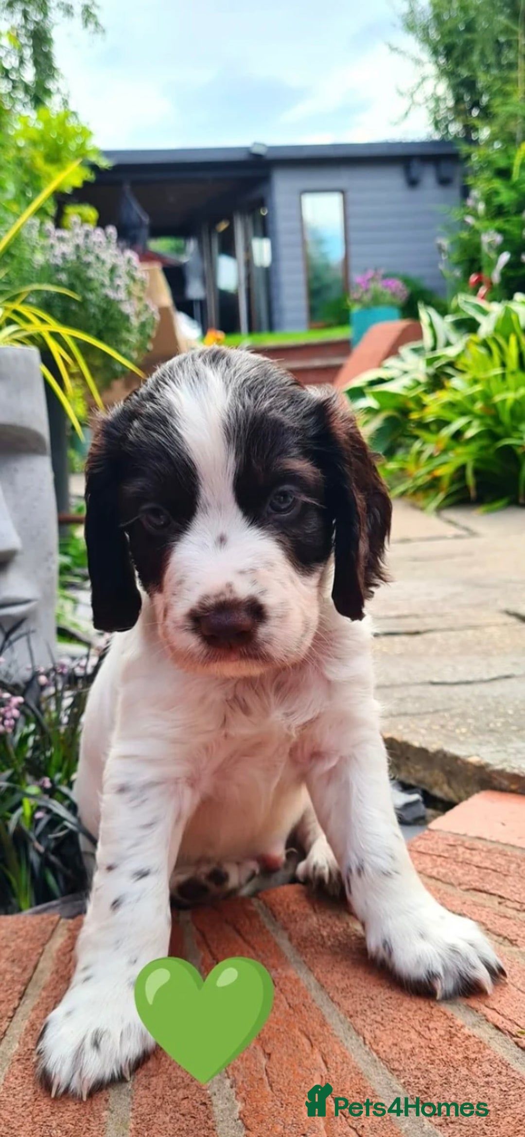 Cocker Spaniel dogs for sale: Beautiful pedigree working cocker spaniel puppy  - Image 8