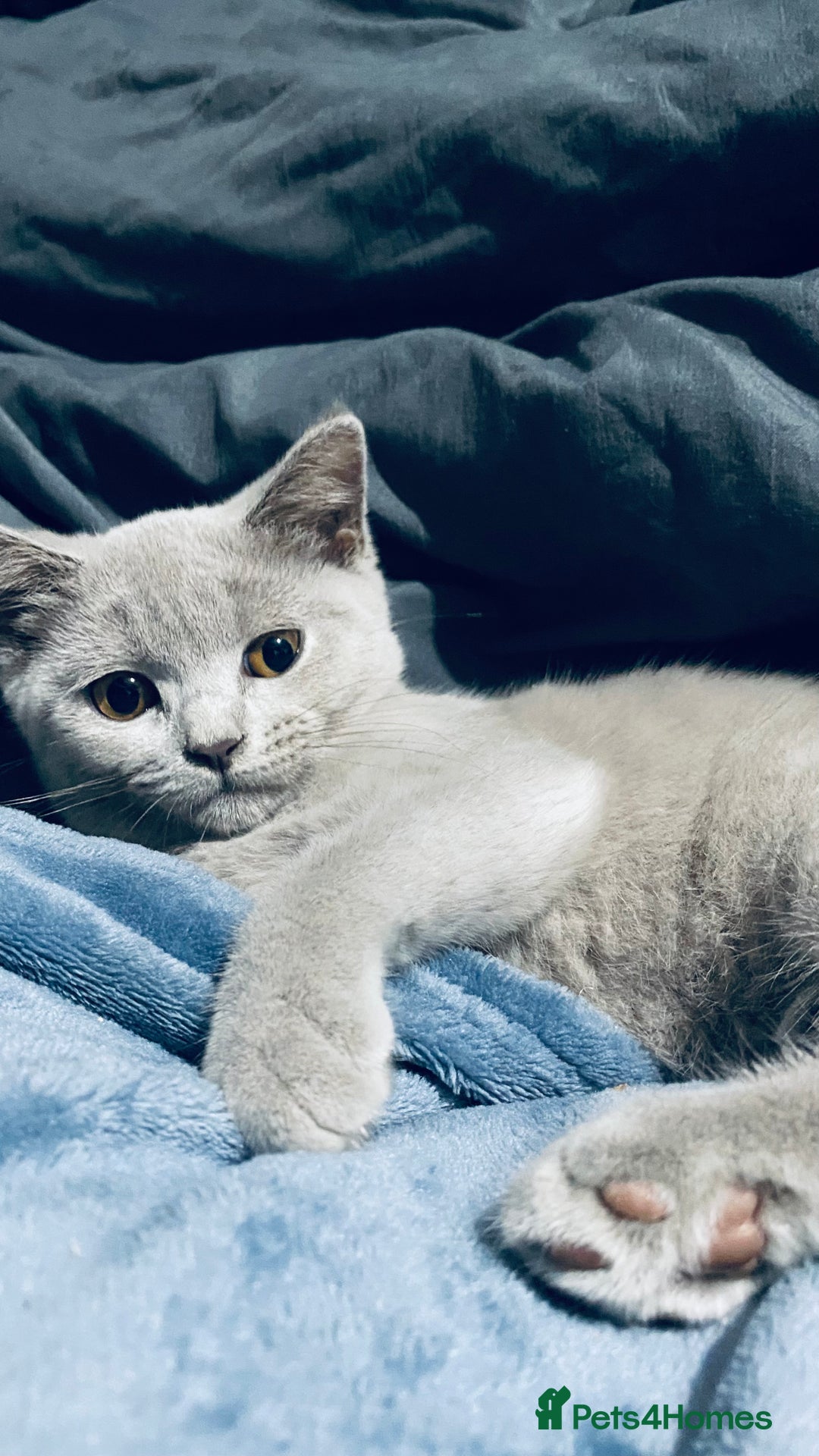 British Shorthair cats for sale: Adorable British shorthair kittens  - Image 21