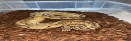 Python Snake reptiles for sale: 11x royal pythons  - Advert 6