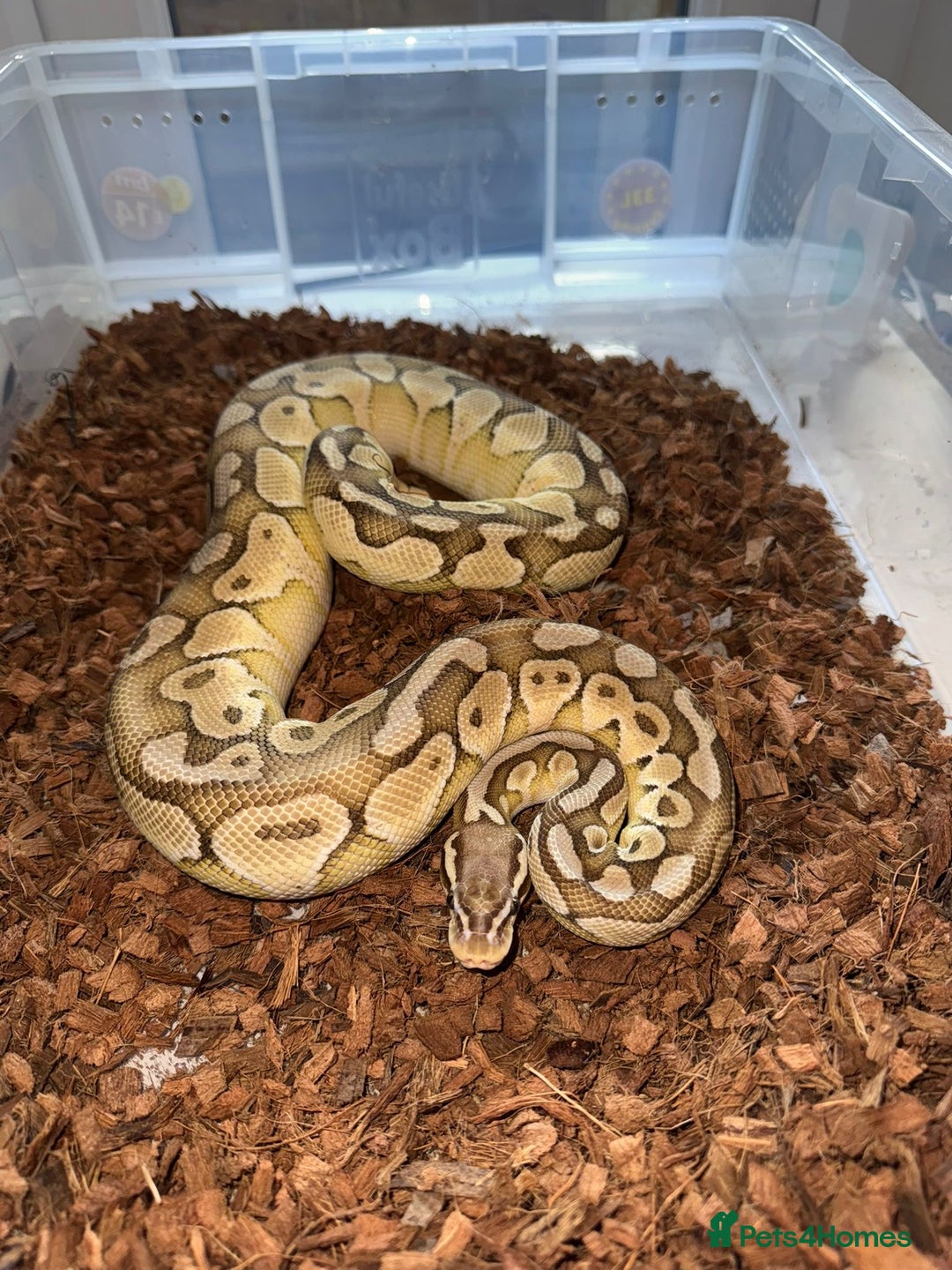 Python Snake reptiles for sale: 11x royal pythons  - Advert 6