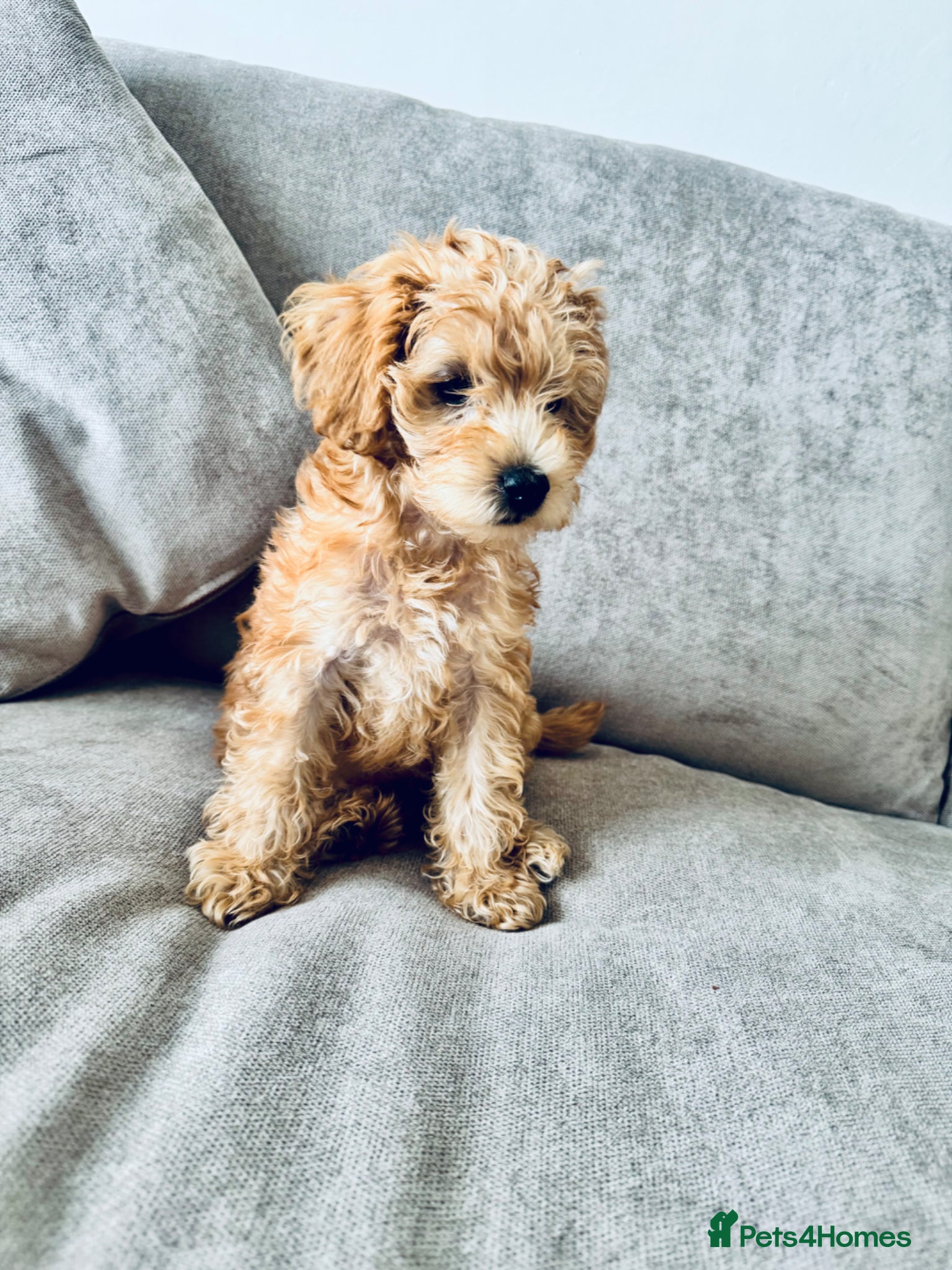 Schnoodle dogs 1 left! Miniature Schnoodle/Toy Poodle Pups - Advert 11