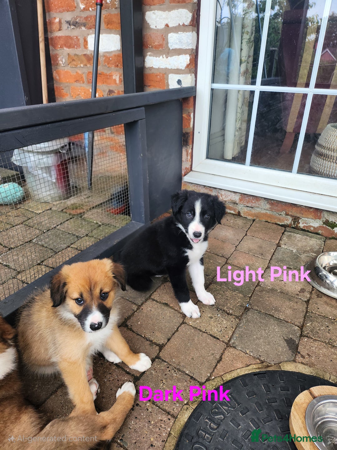 Mixed Breed dogs for sale: Border Collie x Welsh Collie - Image 2