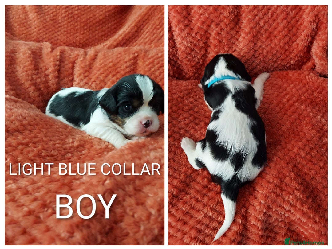 Cavalier King Charles Spaniel dogs for sale: GREAT QUALITY CKCS PUPPIES ( DWKC REGISTERED)/DNA - Advert 15