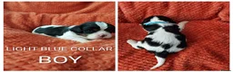 Cavalier King Charles Spaniel dogs for sale: GREAT QUALITY CKCS PUPPIES ( DWKC REGISTERED)/DNA - Advert 30