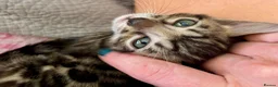 Bengal cats for sale: 4 gorgeous female Bengal kittens ready to reserve - Advert 9