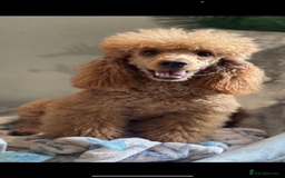 Cockapoo dogs for sale: ✨Stunning health tested Cockapoo pups✨ - Image 7