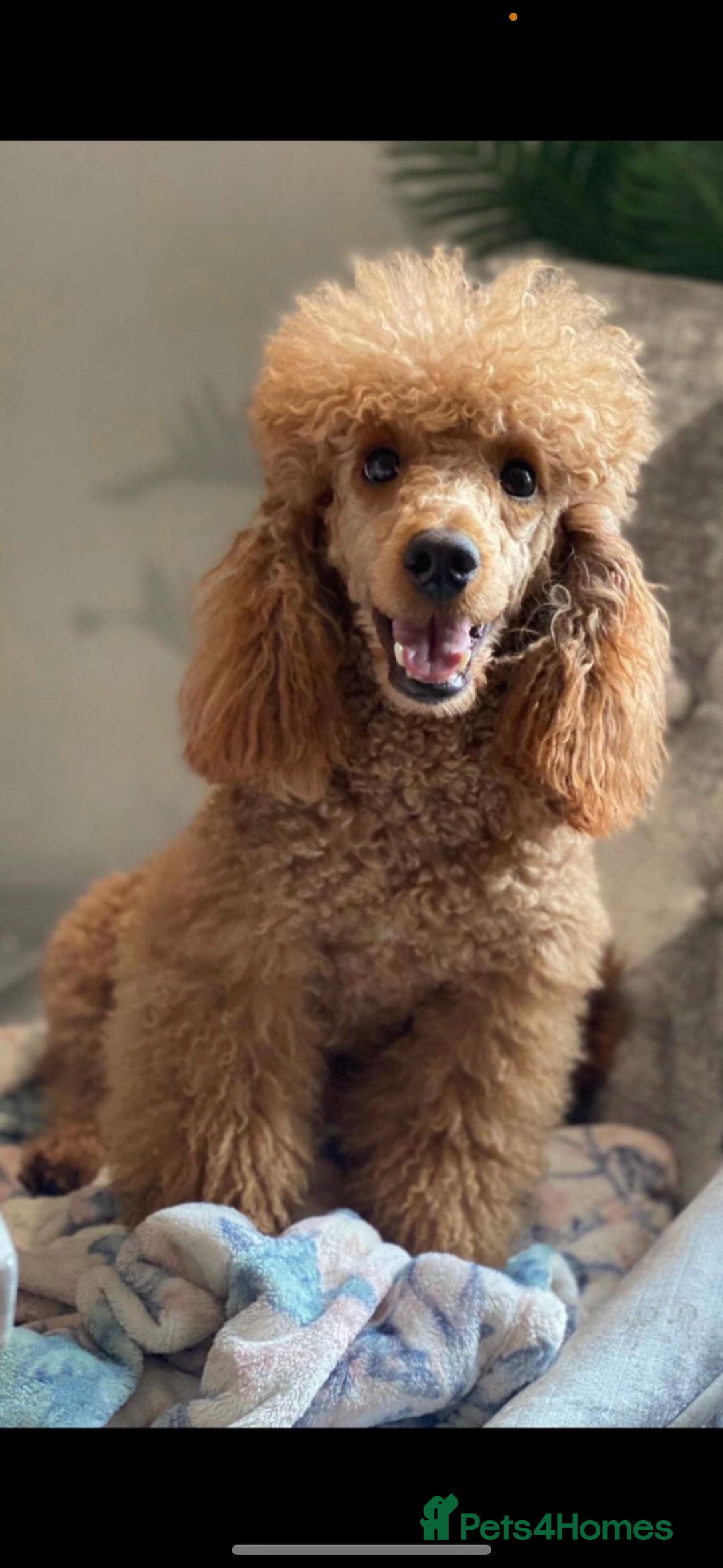 Cockapoo dogs for sale: ✨Stunning health tested Cockapoo pups✨ - Image 7