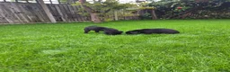 Labrador Retriever dogs for sale: Working labrador puppies  - Advert 11