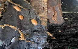 Snails invertebrates for sale: Giant African land snails and enclosure - Image 5