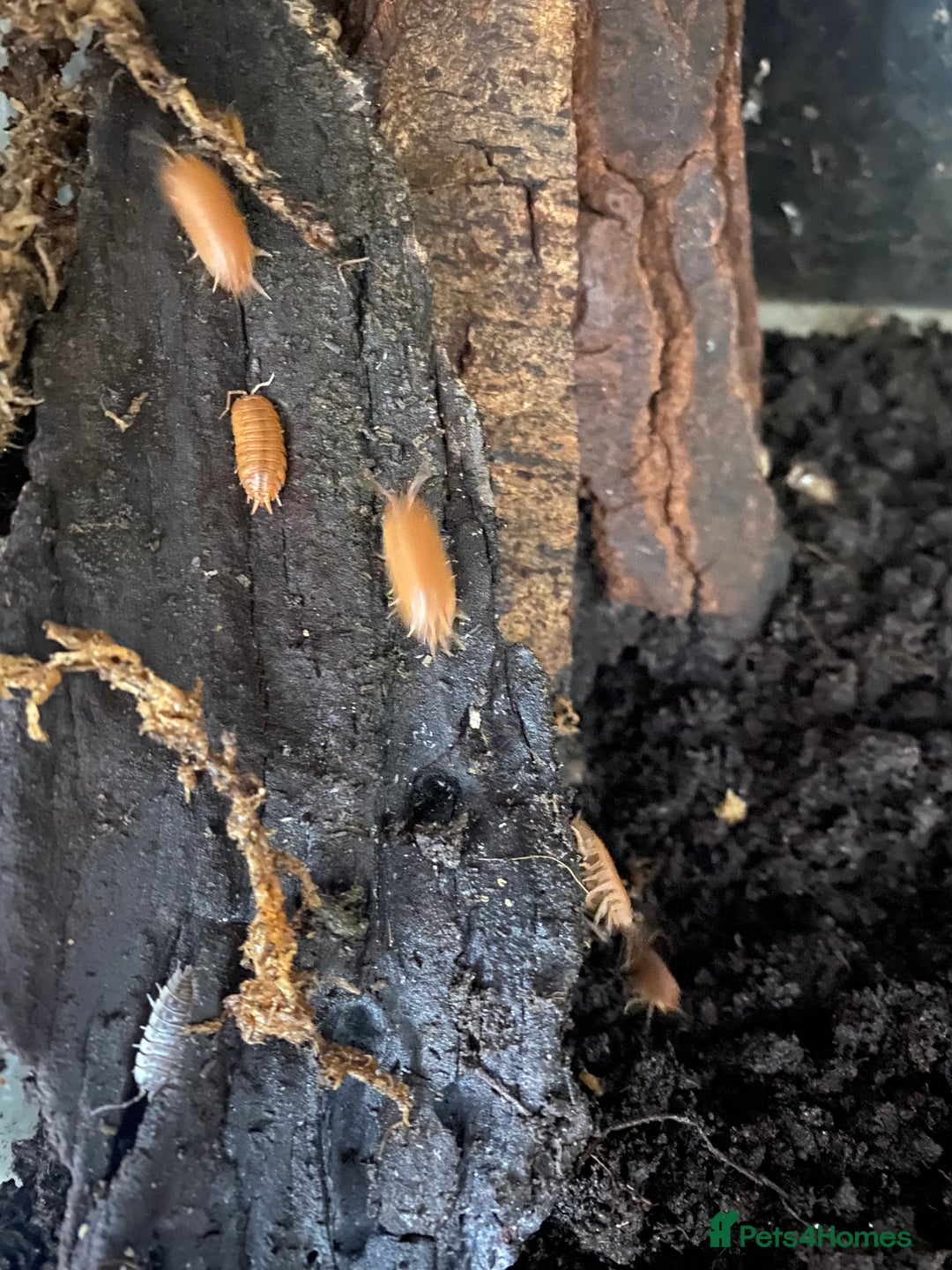 Snails invertebrates for sale: Giant African land snails and enclosure - Image 5