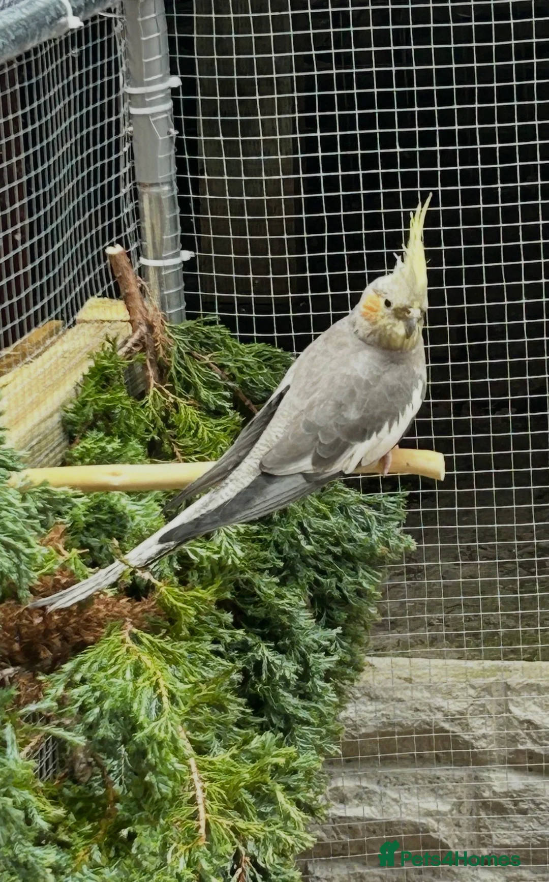 Cockatiels birds for sale: Pair of cockatiels  - Advert 5