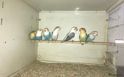 Lovebirds birds for sale: Fischer’s lovebirds  - Image 1