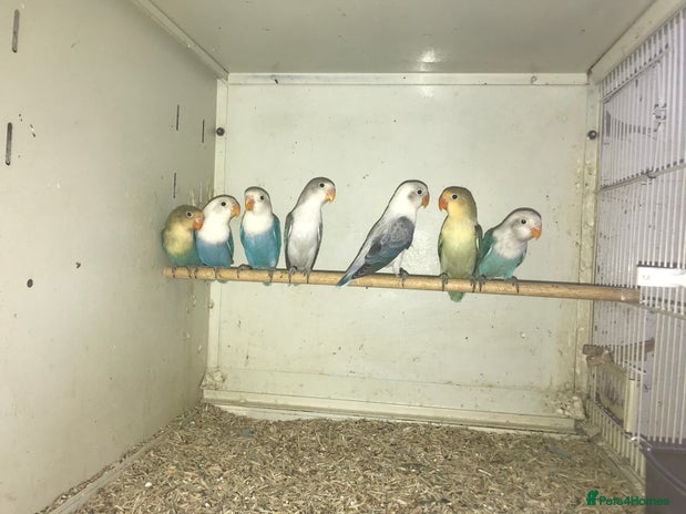 Lovebirds birds - Advert 2