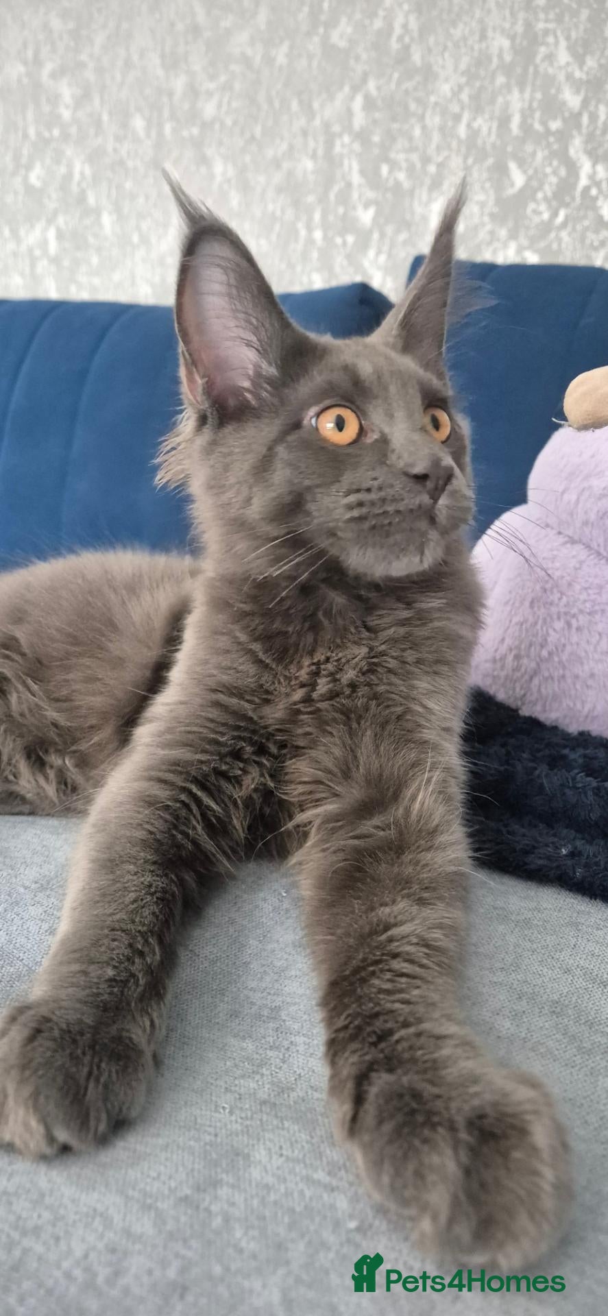 Maine Coon cats Paradaiseforyou Maine Coon Boys AVAILABLE (Large) - Advert 2
