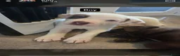 Mixed Breed dogs for sale: Beautiful Puppies For Sale!!! - Advert 3