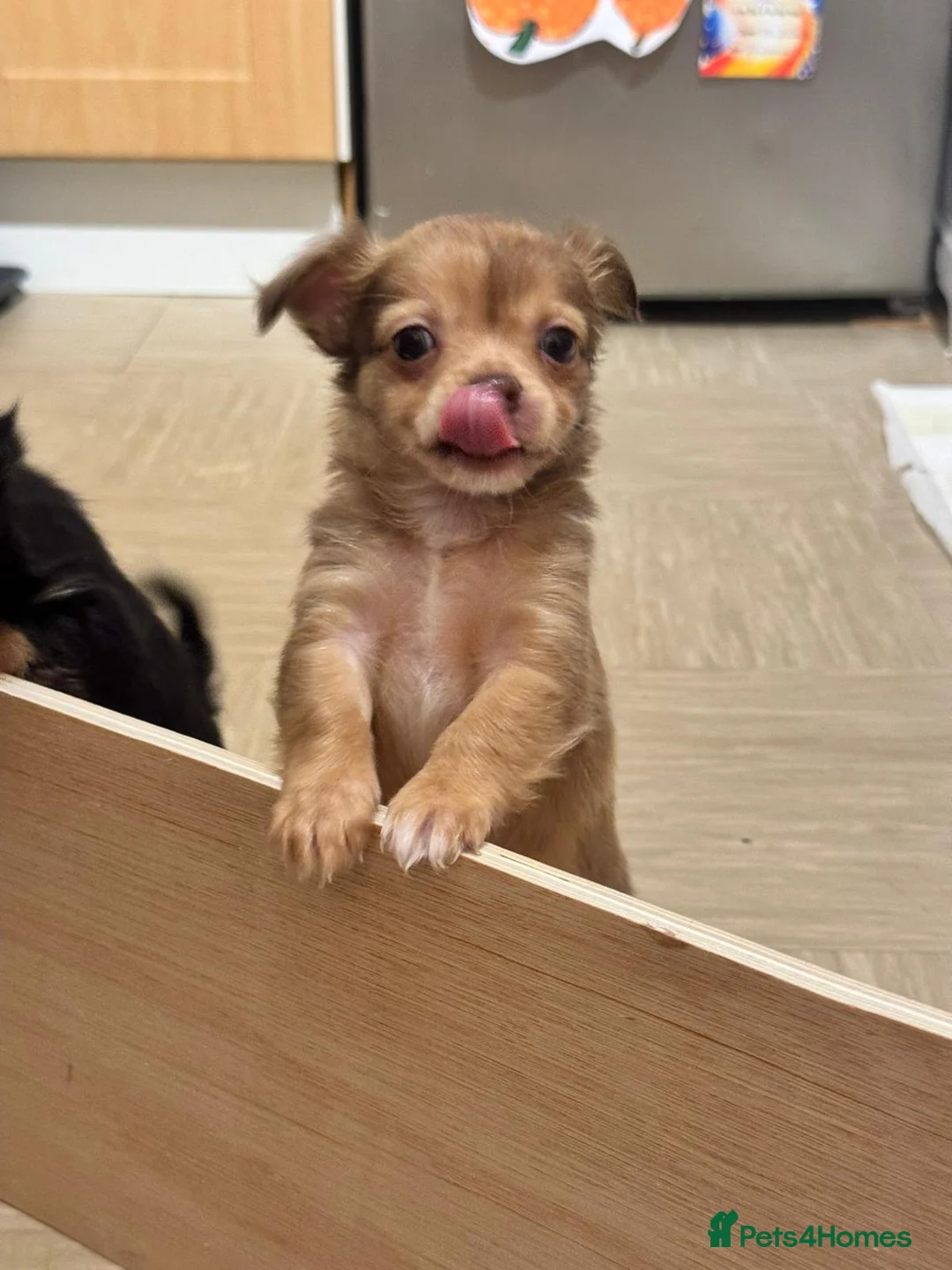 Chihuahua dogs for sale: 🐾 **  Long-Haired Chihuahua Puppy–Deer Head🐾 - Advert 7