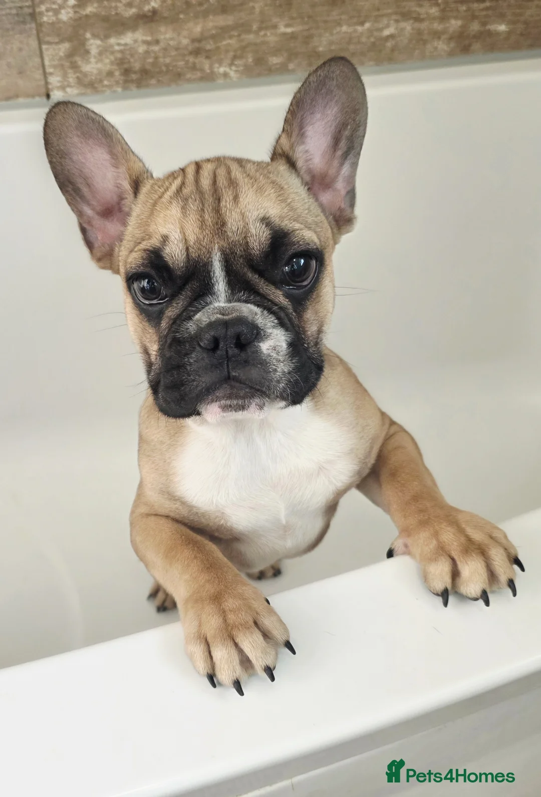 French Bulldog dogs for sale: Beautiful French bulldog 2 boys left - Advert 2