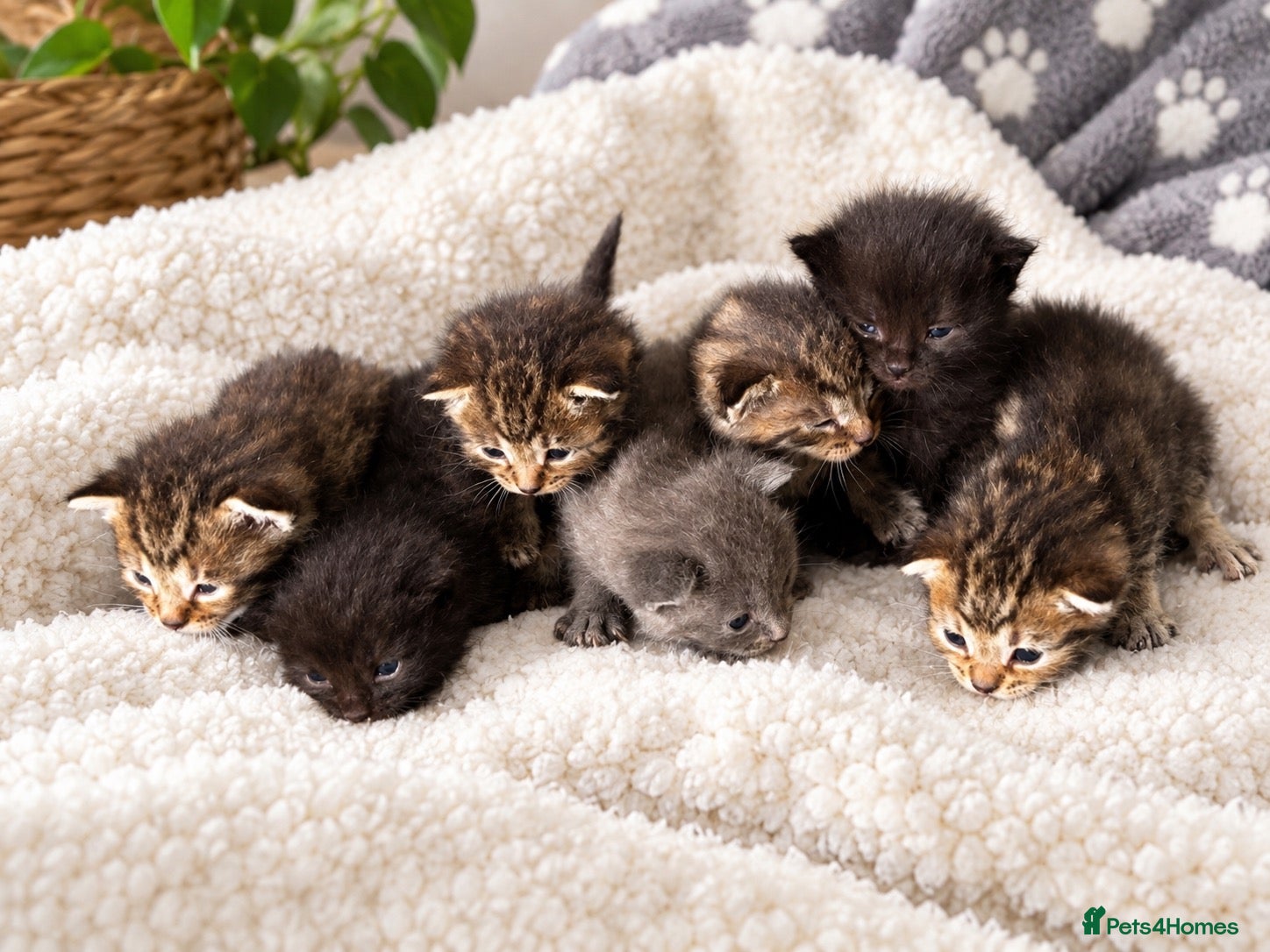 Mixed Breed cats Stunning kittens  - Advert 1