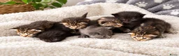 Mixed Breed cats for sale: Stunning kittens  - Advert 1