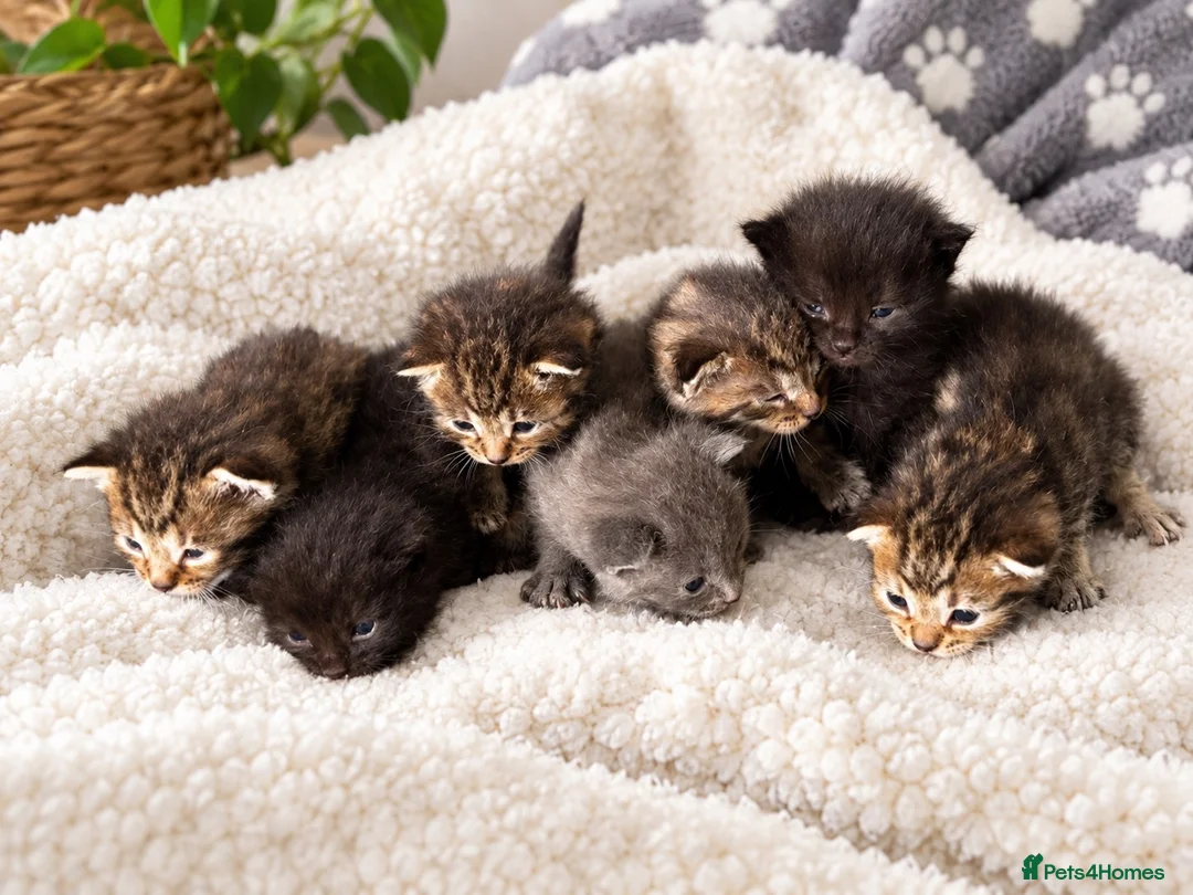Mixed Breed cats for sale: Stunning kittens  - Advert 1