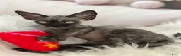 Devon Rex cats for sale:  Affectionate kittens - Advert 4