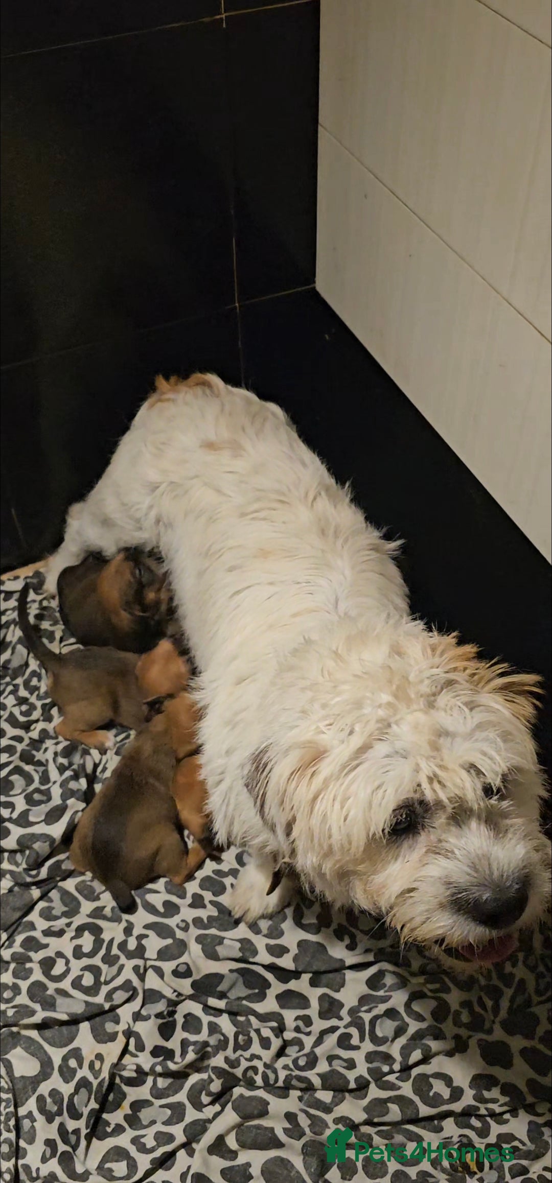 Mixed Breed dogs for sale: Mixed Breed female Puppy - Image 5