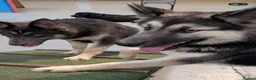 Shepsky dogs for sale: 1 year old shepsky boy panther  in Manchester - Advert 3