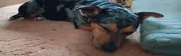 Jackshund dogs for sale: Rocco the Jackshund - Advert 5