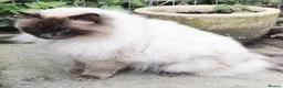 Ragdoll cats for sale: Due to timewasters 1 kitten available. . - Advert 18