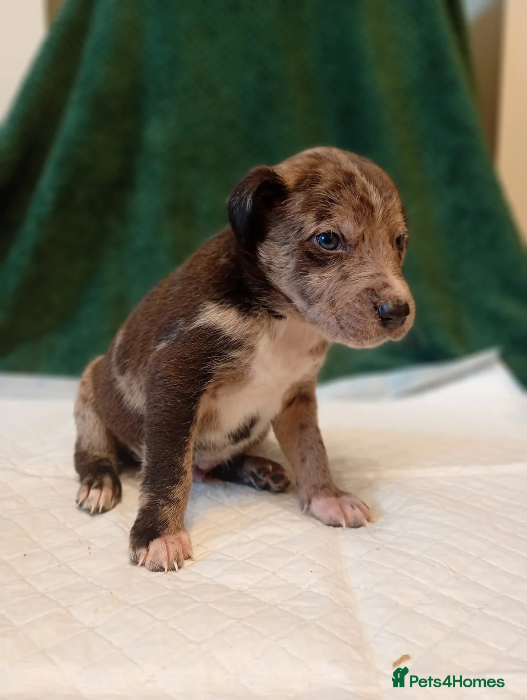 Mixed Breed dogs for sale: Beautiful Puppies – Family Raised, Well Socialised in Maidstone - Advert 11