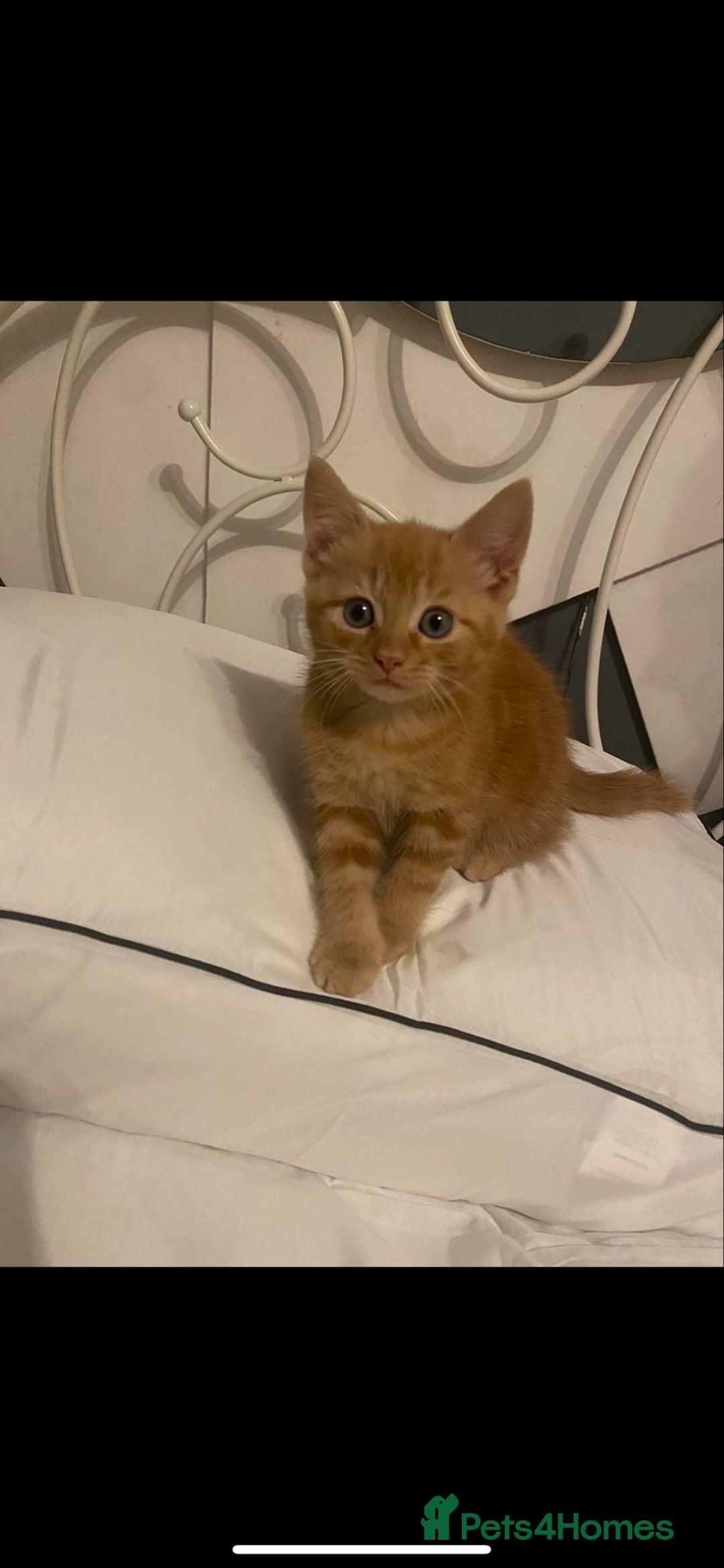 Mixed Breed cats for sale: Beautiful kittens  - Image 5