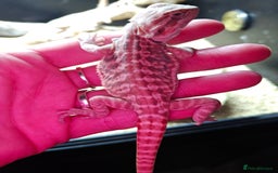 Bearded Dragon reptiles for sale: Bearded dragon babies  - Advert 3