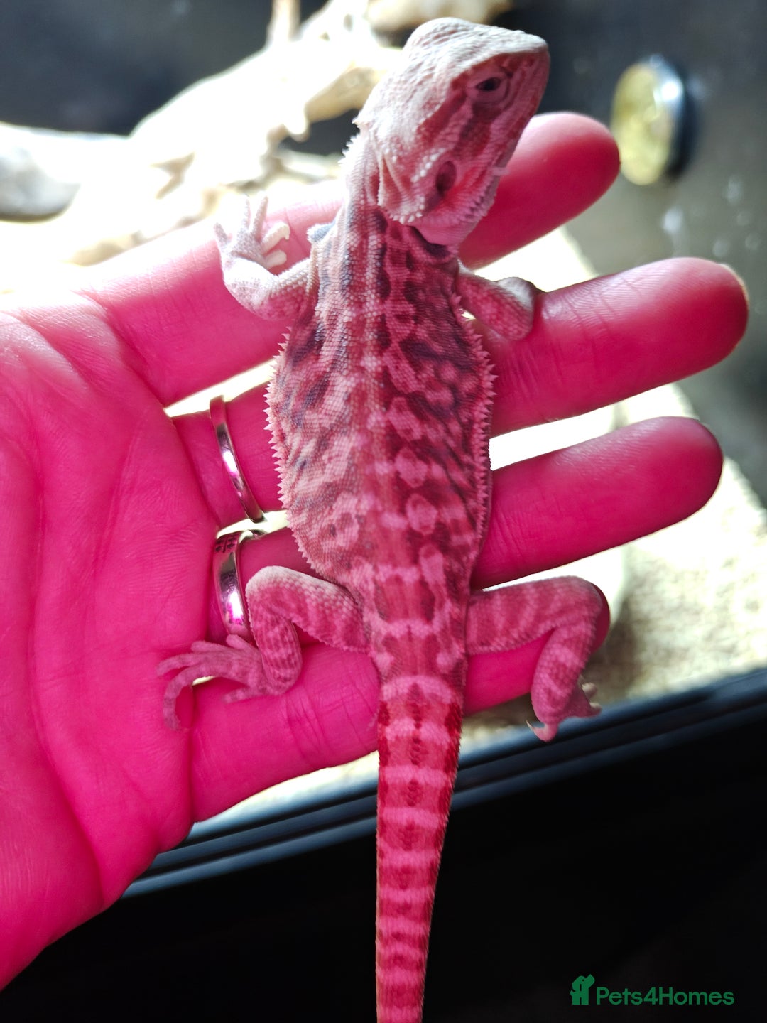 Bearded Dragon reptiles for sale: Bearded dragon babies  - Advert 3