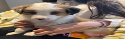 Border Collie dogs for sale: Stunning Border Collie Pups - Advert 10