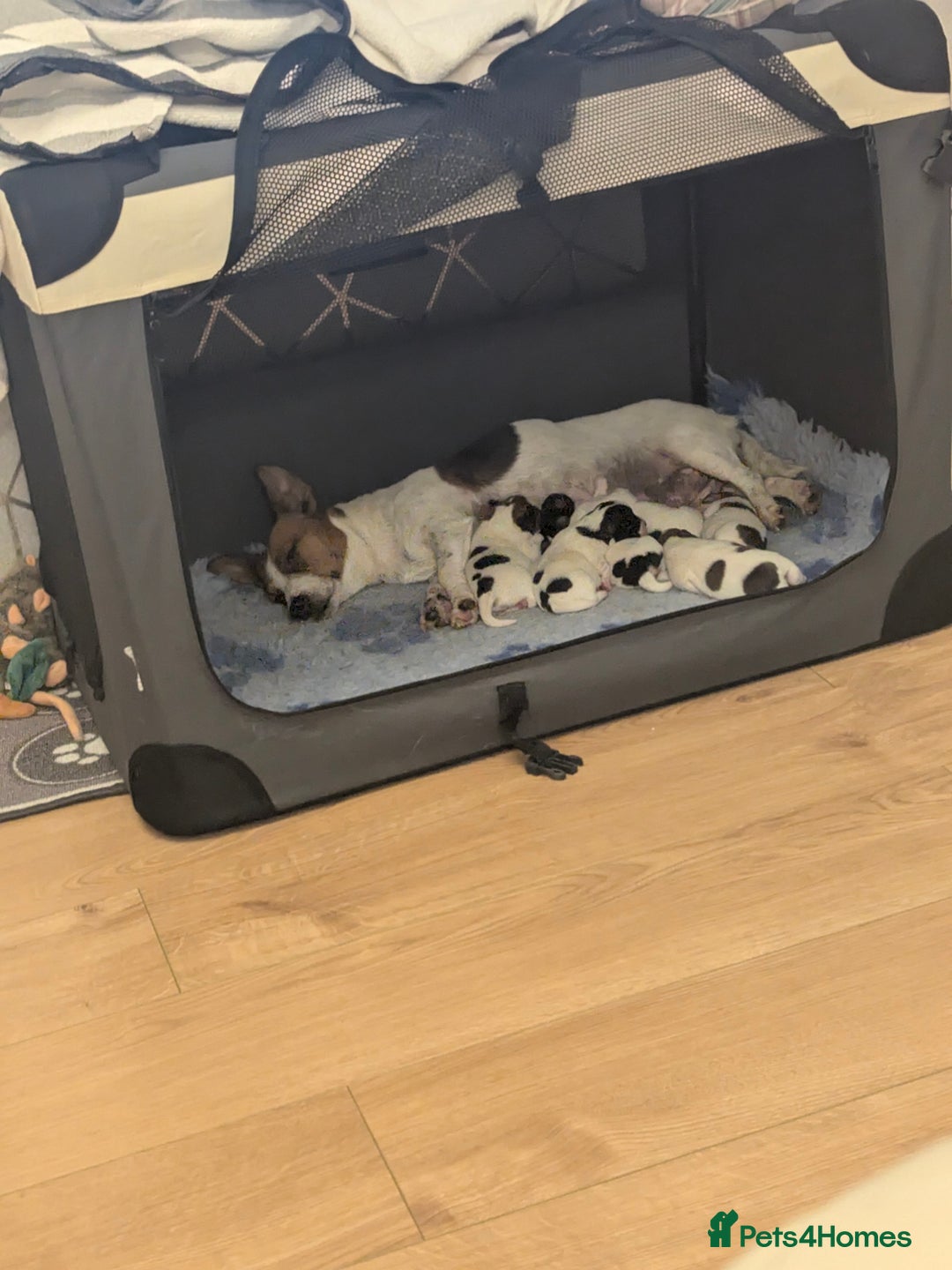 Jack Russell dogs for sale: Beautiful Jack Russell puppies  - Advert 1