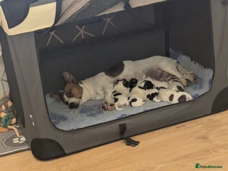 Jack Russell dogs Beautiful Jack Russell puppies - Advert 1