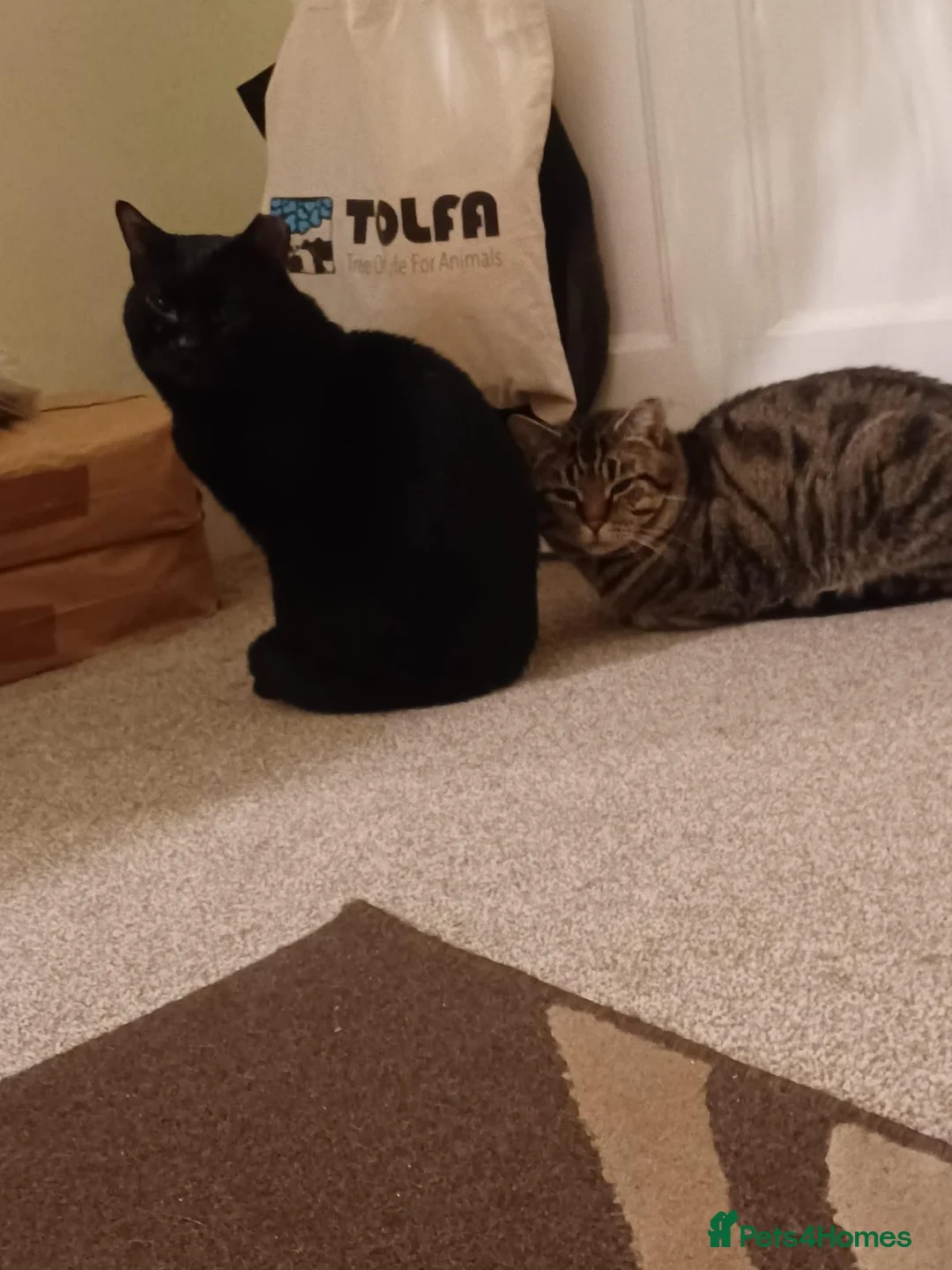 Mixed Breed cats for adoption: Bonded pair Hector & Hercules - Advert 2