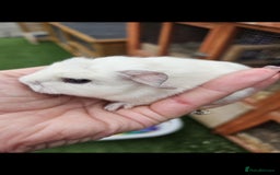 Guinea Pig rodents for sale: Baby guinea pigs - Image 10