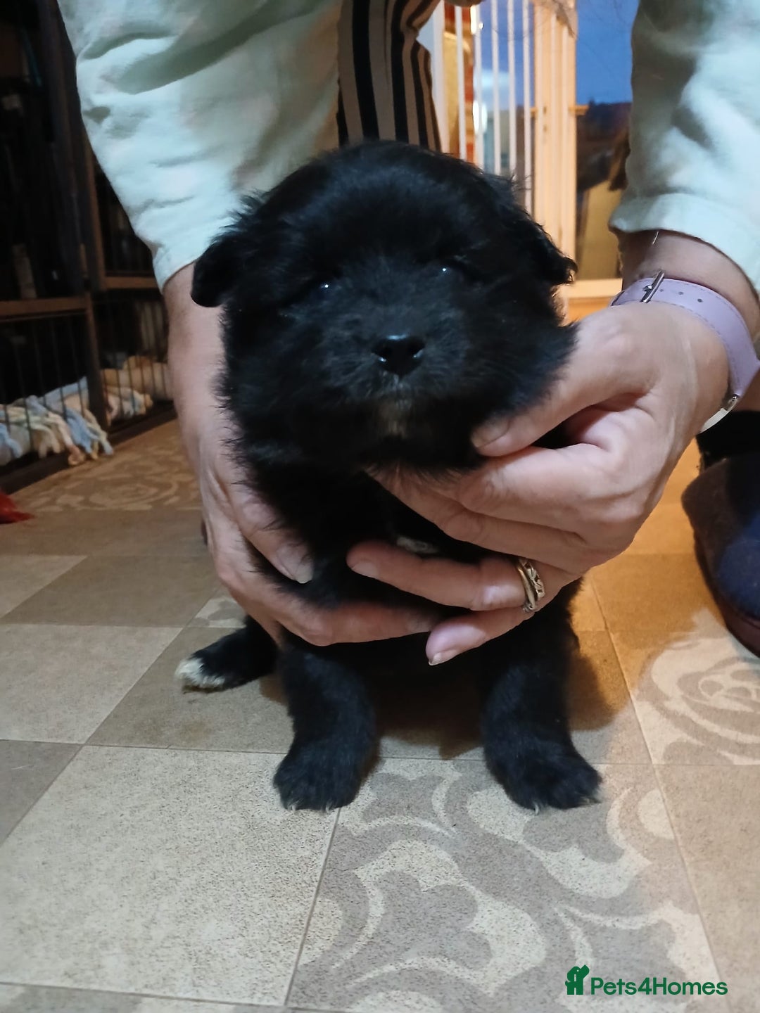 Pomsky dogs for sale: Adorable Pomsky Puppies For Sale - Image 9