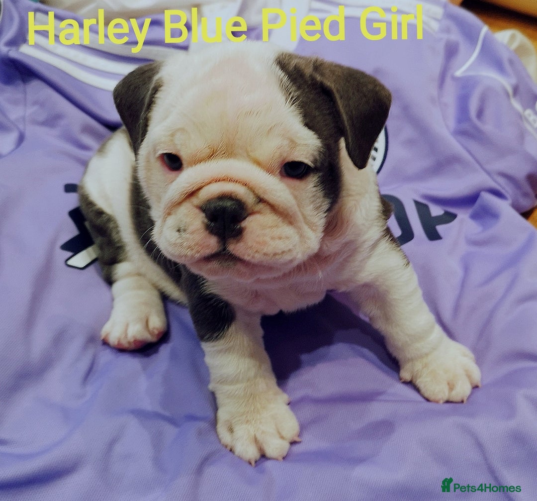 English Bulldog dogs for stud: HEALTH TESTED CLEAR & BOAS GRADED ZERO KC REG in Doncaster - Image 19
