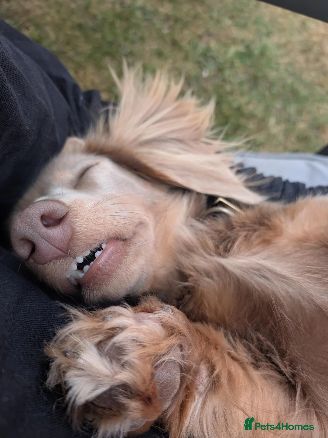 Miniature Dachshund dogs for sale: Long Haired Daxie Isabella and Tan  - Advert 2