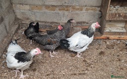 Chickens poultry for sale: 5 Chickens Sussex & bantys  - Image 1