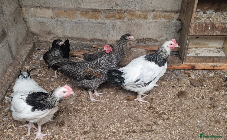 Chickens poultry - Advert 2
