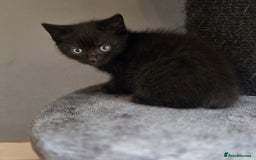 Mixed Breed cats for sale: Mixed ragdoll kittens  - Image 3