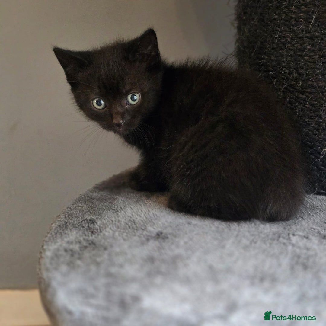 Mixed Breed cats for sale: Mixed ragdoll kittens  - Image 3