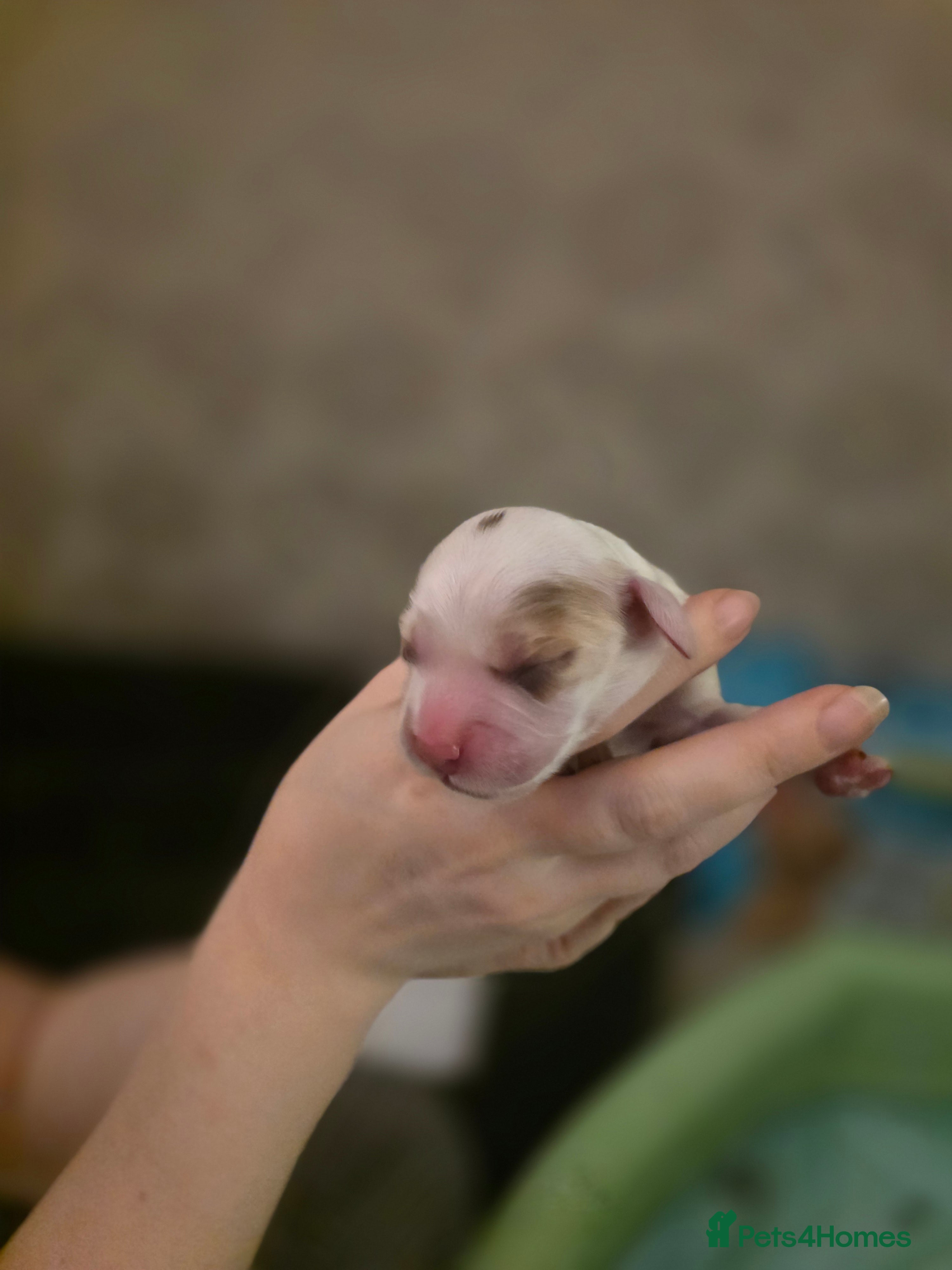 Cocker Spaniel dogs Cocker Spaniels due around 28/2/26 - Advert 5