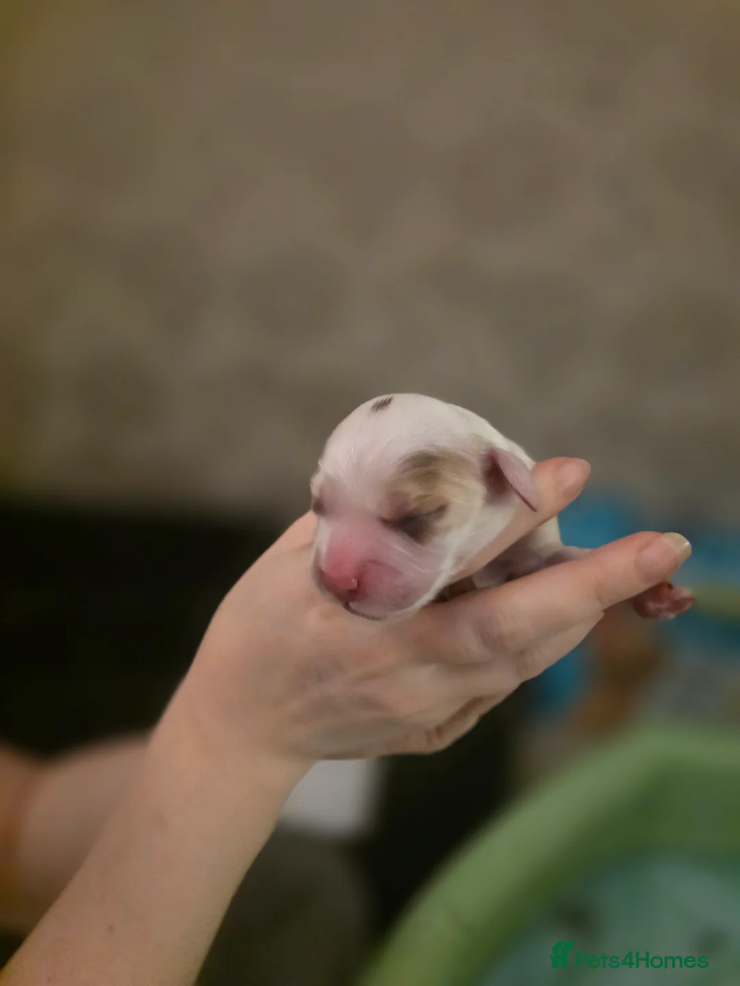 Cocker Spaniel dogs for sale: Cocker Spaniels due around 28/2/26 - Advert 1